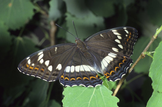 White admiral (Limentis populi) brush-footed butterfly
