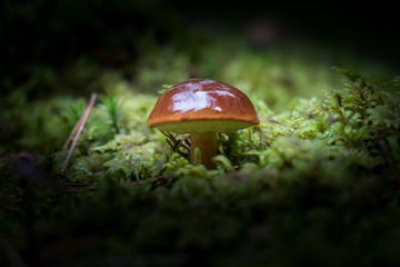 mushrooms in forest