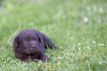 Brown labrador puppy