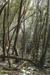 Garajonay National Park, laurel forest, laurisilva, La Gomera, Canary Islands, Spain, Europe