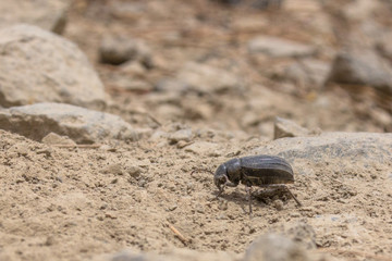 A Teide Pimelia beetle walking on the rough terrain of Teide national park