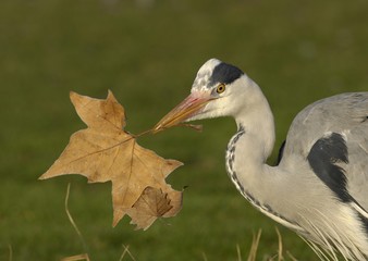 European grey heron (Ardea cinerea) with leaf