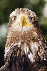 Bald Eagle (Haliaeetus leucocephalus), young