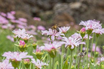 Bee in field of pink  flowers in Teide national park in Tenerife