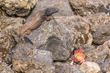 Southern Tenerife lizard that's lost its tail in Teide national park near Mirador Juan Evora