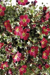 Saxifrage blossoms (Saxifraga)