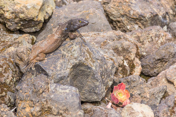 Southern Tenerife lizard that's lost its tail in Teide national park near Mirador Juan Evora