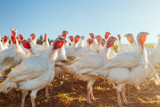 Low-angle view of a free-range, pasture-raised gang of turkeys