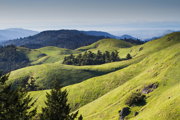 Rolling Hills in Marin