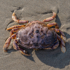 Looking Down on Large Crab