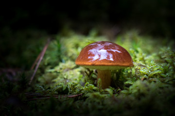 mushrooms in forest