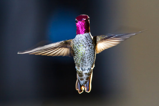 Hovering Hummingbird