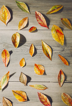 Watercolor handmade painted leaves