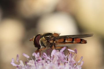 Hoverfly Epistrophe balteata, scabious Knautia sylvatica, Germany, Europe