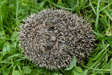Little young hedgehog Erinaceus europaeus © imageBROKER