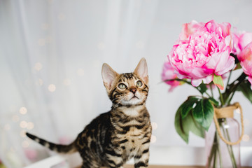 bengal cats babys leopard kitten