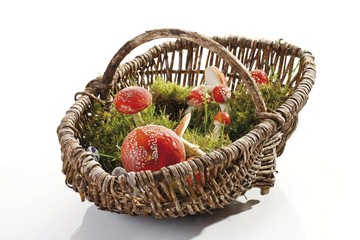 Fly Agaric or Fly Amanita mushroom (Amanita muscaria) in a basket