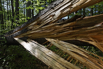 Cracked spruce in mixed forest, Bayerischer Wald National park , Lower Bavaria, Germany, Europe