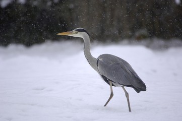 European grey heron (Ardea cinerea) in winter
