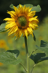 Common sunflower (Helianthus annuus)