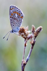 Common Blue (Polyommatus icarus) female