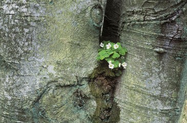 Common wood sorrel, Oxalis acetosella, beech tree, Sweden, Europe