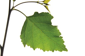 Birch leaf (Betula alba)