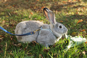 little rabbit pet in the field at sunset