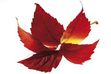 Wild vine leaves (autumn colours)