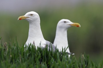 Herring gull  pair of herring gulls (Larus argentatus)