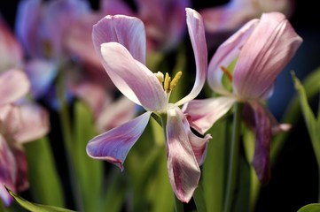 Withered tulip blossom (Tulipa), yellow stamens
