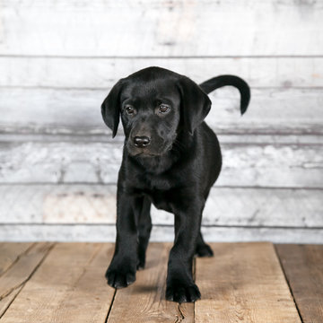 Adorable Black Lab Puppy