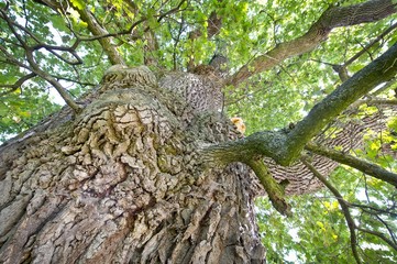 Trunk of an Oak (Quercus) on Emmertshof, with about 750 years one of the oldest oak trees in Germany, near Neuenstein, Hohenlohe, Baden-Wuerttemberg, Germany, Europe