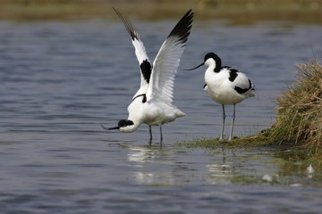 Couple of avocets - courtship (Recurvirostra avosetta)