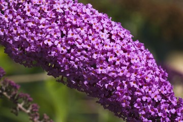 Flowering butterfly bush - buddleia - (Buddleja davidii hybrid)