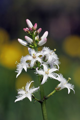 Flowering water trefoil - bogbean (Menyanthes trifoliata)