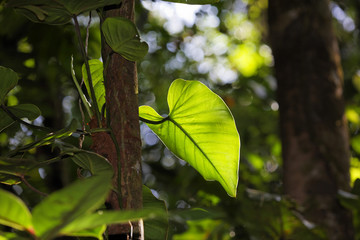 Leaf of Philodendron in rainforest, Costa Rica, Central America