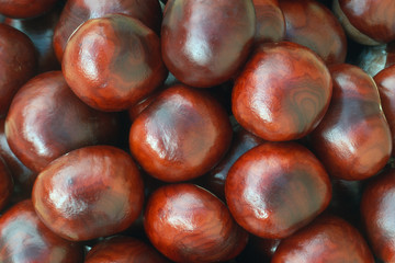 Fruits - horse chestnut (Aesculus hippocastanum)