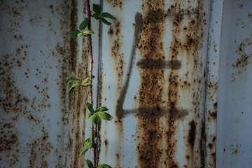 Metallwände mit Graffitti und Pflanzen im Hambueger Hafen