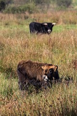Heck cattle - heck cattles - calf and bull in the background (Bos primigenius f. taurus)