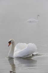 Naklejka premium Mute Swans (Cygnus olor)