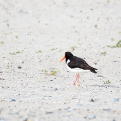 Rückansicht eines Austernfischers am Strand der Düne von Helgoland