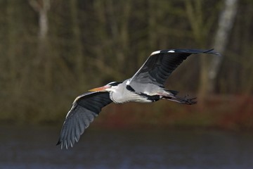 Flying grey heron - gray heron - european common heron (Ardea cinerea)