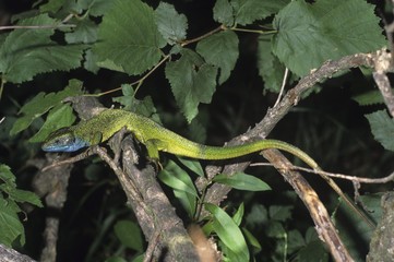 (European) green lizard (Lacerta viridis), male
