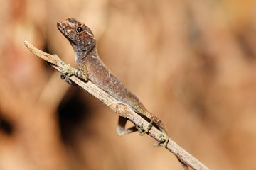 Lizard, Costa Rica, Central America