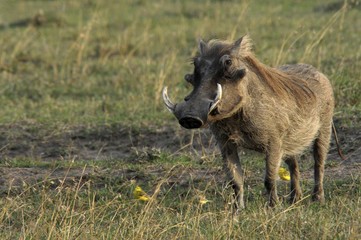 Warthog (Phacochoerus aethiopicus) sweetwater game reserve, Kenya, Africa