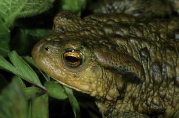 Common Toad, Bufo bufo