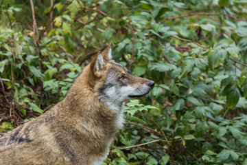 Naklejka na ściany i meble Wolf