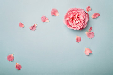 Blue background with rose and petals, plenty of copy space