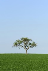 Apple tree on a field in spring, Baden-Wuerttemberg, Germany, Europe